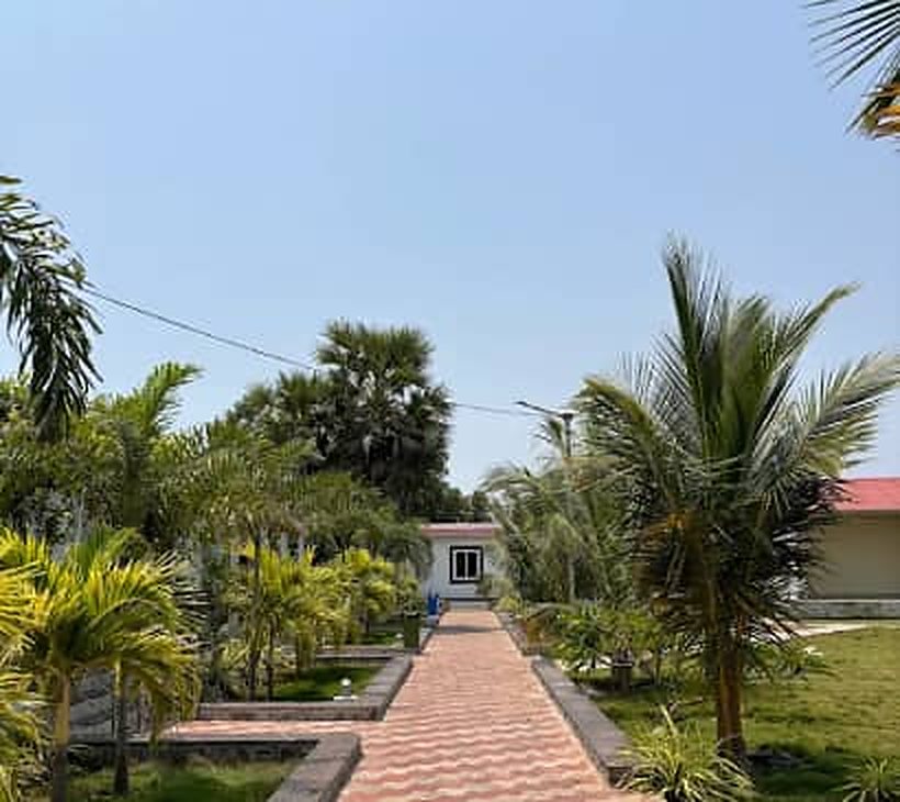 Paved garden lane with palms